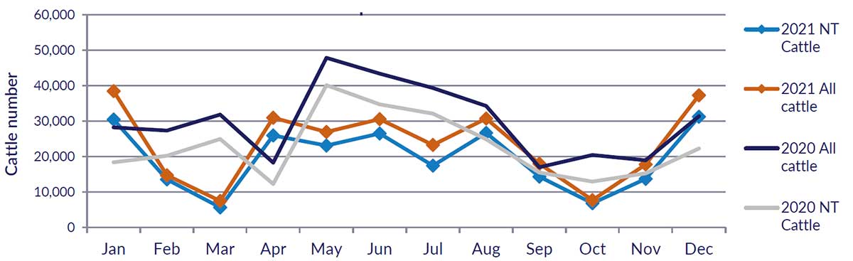 Graph showing cattle numbers through the Port of Darwin since January 2020, see table above for detailed data