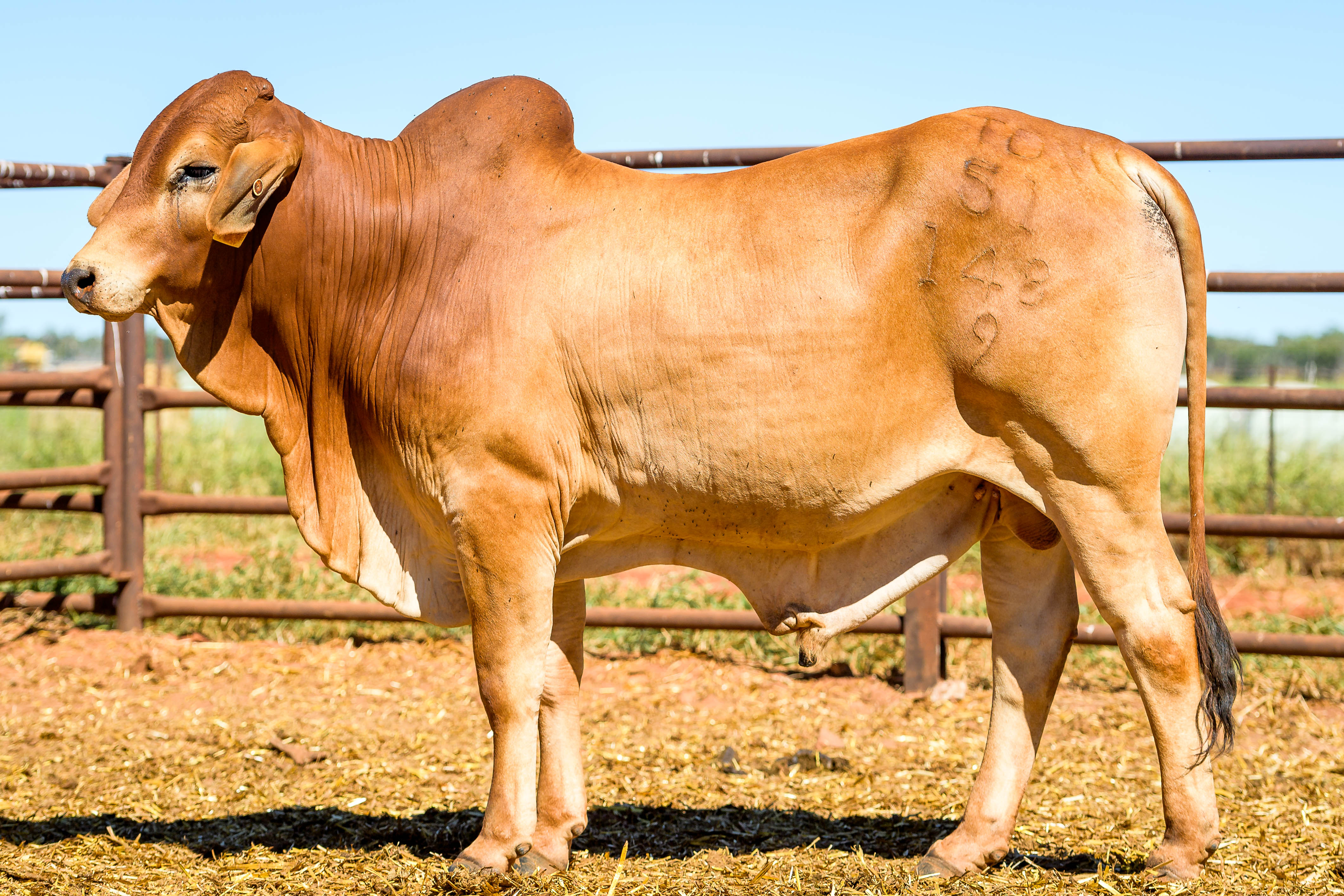 Annual cattle sales on 6 and 20 July 2022