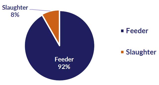 Feeder: 92%, slaughter: 8%