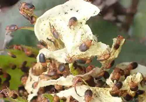 The bicoloured weevil (Eudelodes bicolor) 