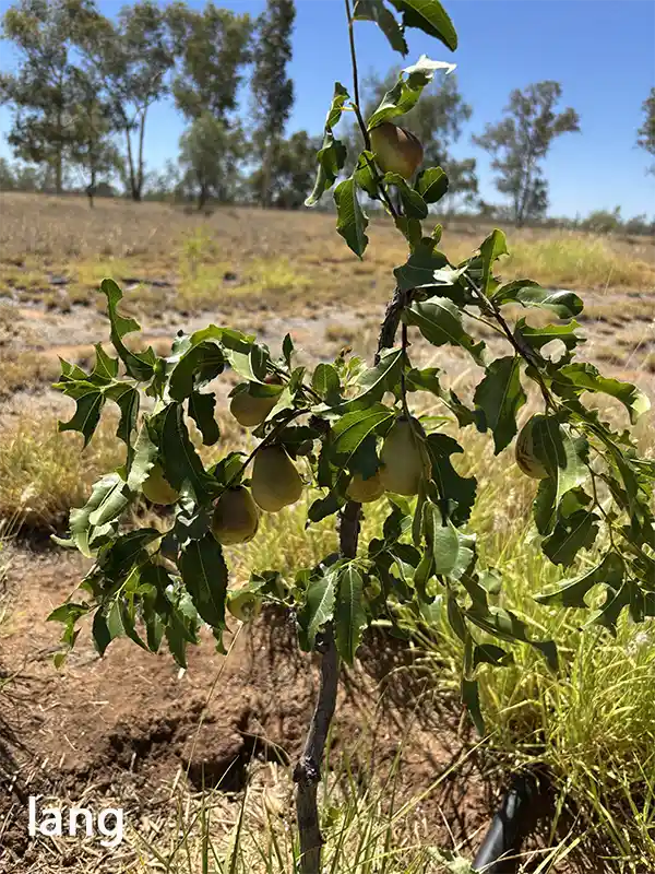 Figure 2 Fruit-bearing trees of Lang