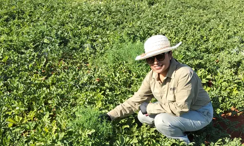 Surveying melon weeds in Central Australia