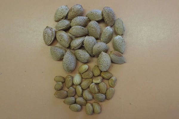 Almonds on a table.
