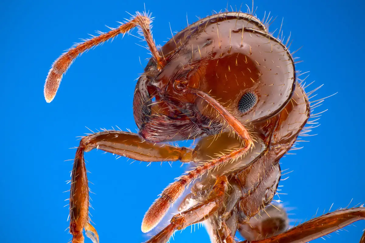 NT's Top 10 Priority Plant Pests for 2025