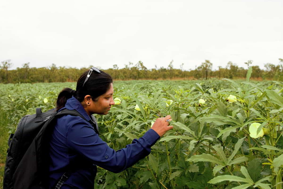 Integrated Pest Management Workshop for NT vegetable growers
