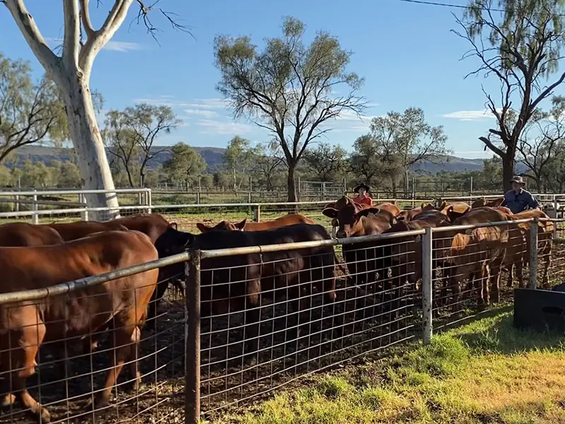 Pushing heifers into yard