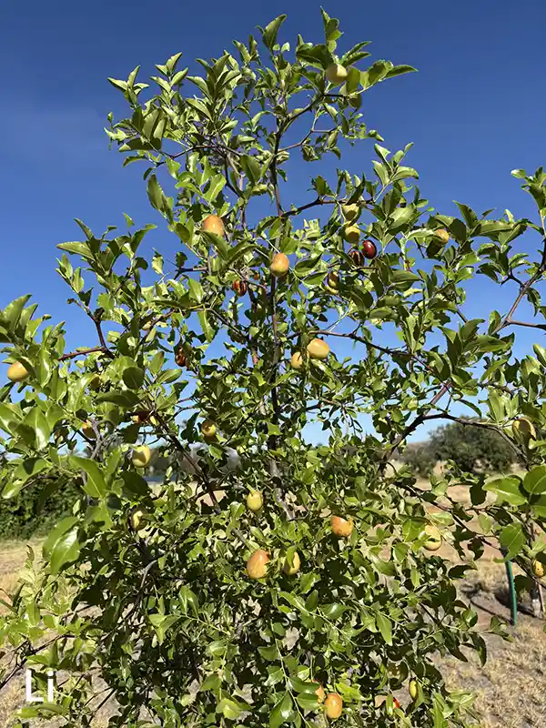Figure 2 Fruit-bearing trees of Li