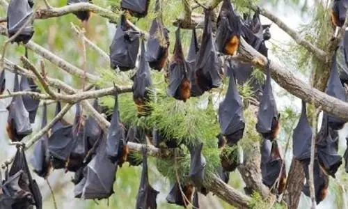 Investigating unusual bat sickness and mortality in the Northern Territory