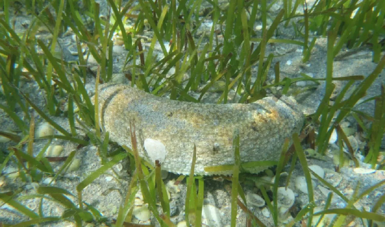 Northern Territory Trepang fishery achieves international independent sustainability certification
