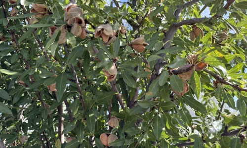 Could Central Australia become Australia’s next almond-growing region?