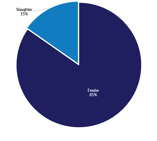 Slaughter 15%; feeder 85%;