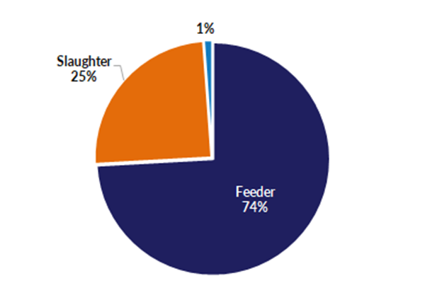 Slaughter 15%; feeder 85%;