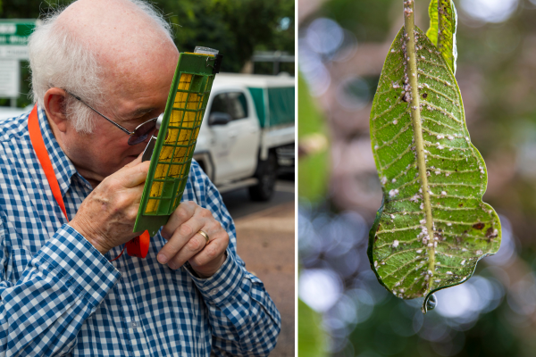 Native ladybirds to combat papaya mealybug