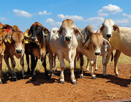 Pastoral land clearing applications and permits