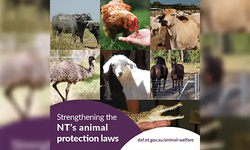 Animal Protection Act and Regulations now in force