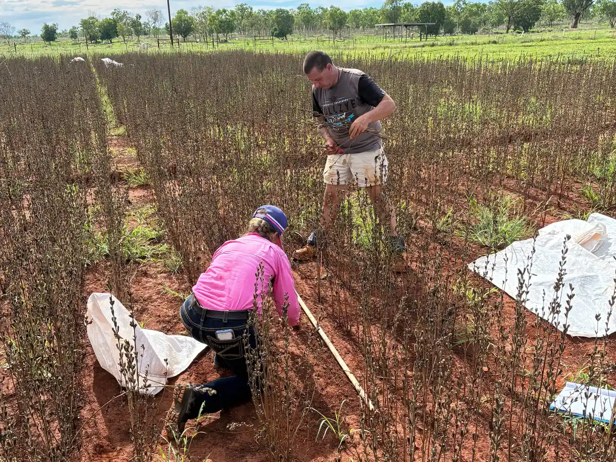 Potential Northern Australia spices trial harvesting at Katherine