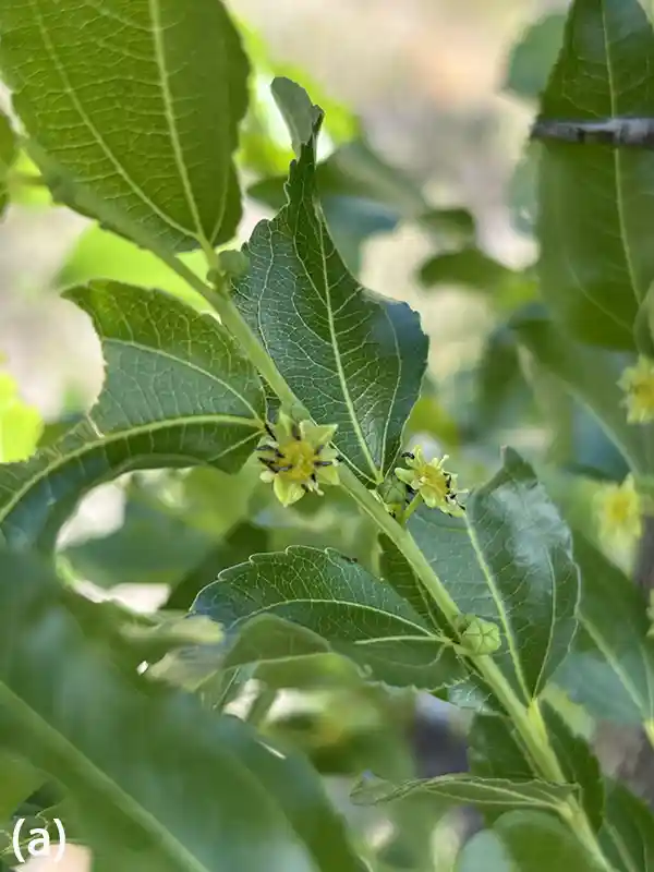 Figure 4 Issues observed in Chinese jujube - thrips attack during the growing season in Alice Springs.