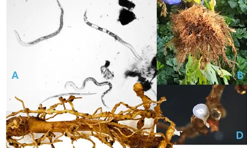 Root-knot nematodes in the NT