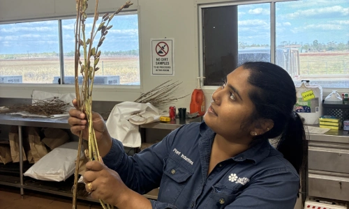 Small seed, big future: Sesame for Northern Australia