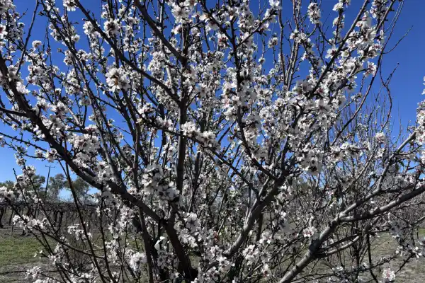 A flowering Carina tree.