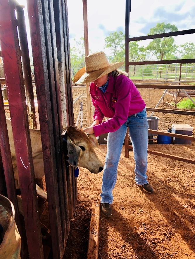 Fitting a GPS collar to a fly tagged heifer. 