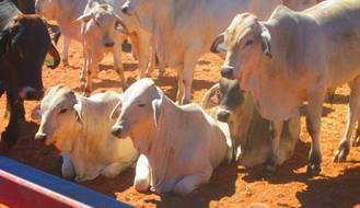 Cattle resting in the cattle yards