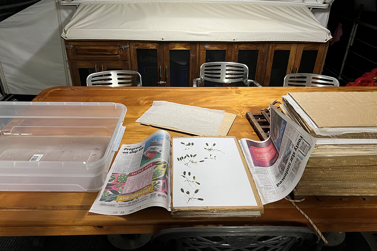 Seagrass (Halophila ovalis) mounted and prepared for drying.