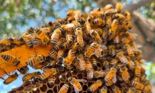 Bee Pest Blitz