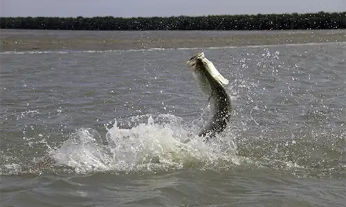  Celebrate National Barramundi Day - #AskForAussieBarra