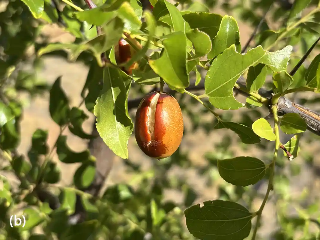 Figure 4 Issues observed in Chinese jujube - thrips attack during the growing season in Alice Springs.