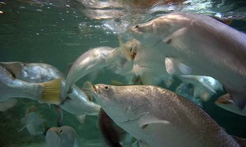 NT Government continues to deliver on commitment to phase out gillnets