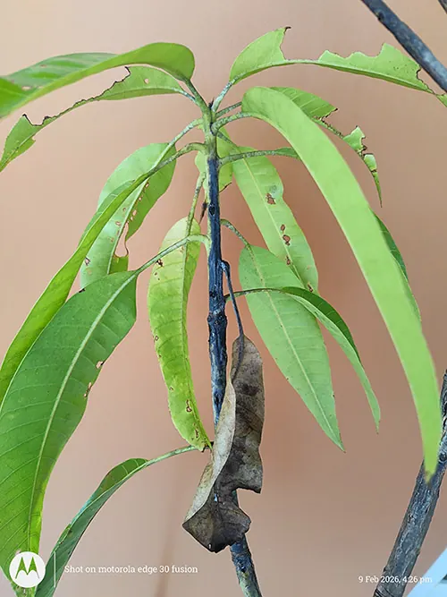 Dark lesions mid twig with associated dead leaf