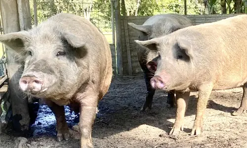 Do you keep livestock — even just one animal or a pet