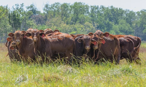 From paddock to port: securing the Territory's livestock industry