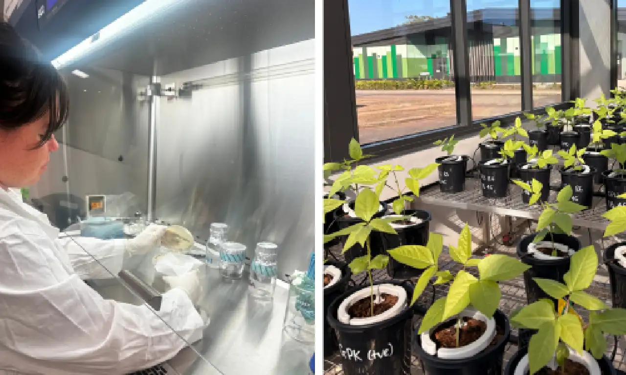 Graduate research supports development of Fusarium-resistant snake beans