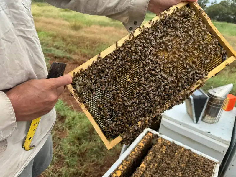 Beekeeper handling a honeycomb frame with hundreds of bees.