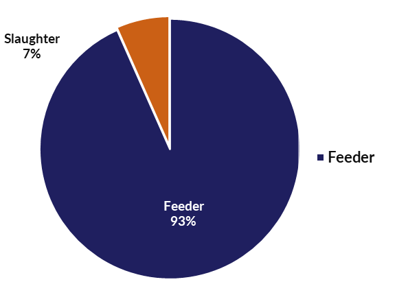 Live cattle and buffalo exports