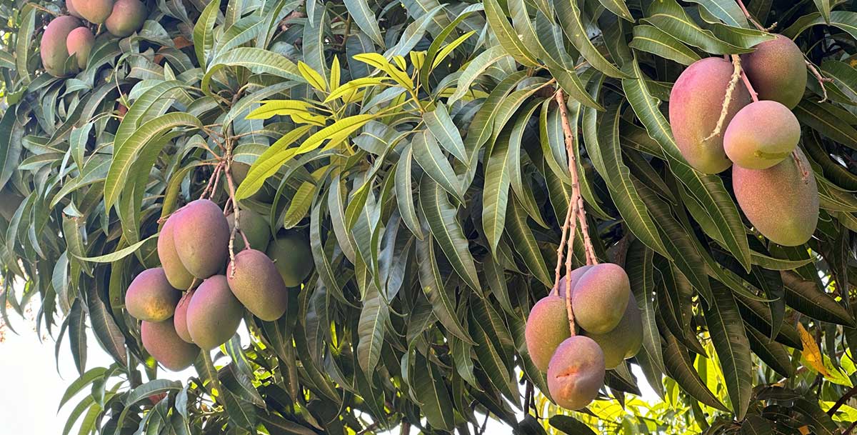 Mangos