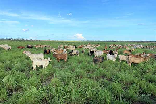 Cattle grazing in paddock