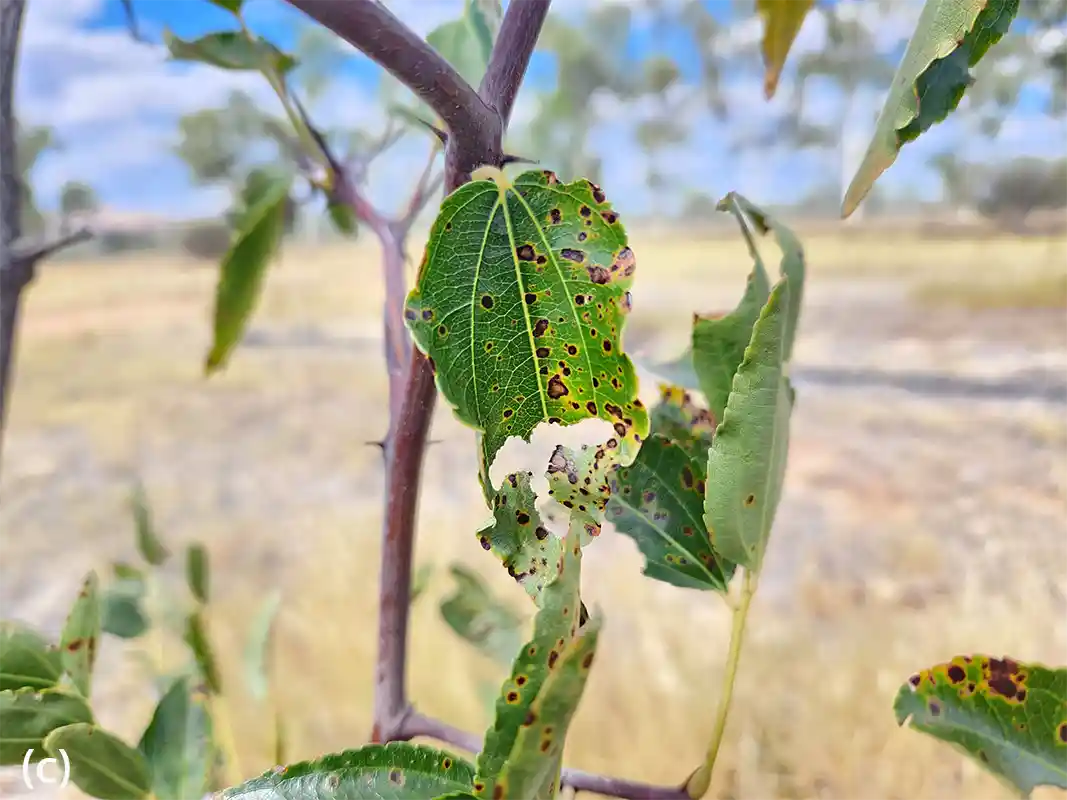 Figure 4 Issues observed in Chinese jujube - thrips attack during the growing season in Alice Springs.