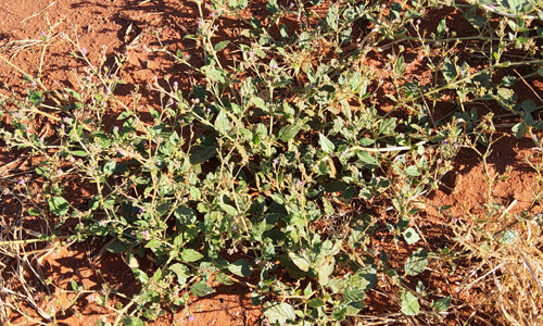 Russian Thistle (Salsola tragus) infestation in melon crop.