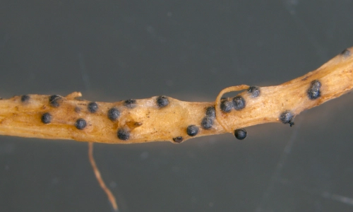 Detection of Monosporascus cannonballus in the NT