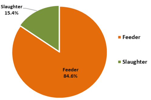 PMU live buffalo exports - January 2020