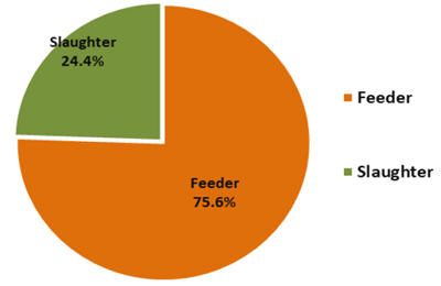 Graph showing live cattle exports through the port of Darwin between Jan 2019 and December 2020