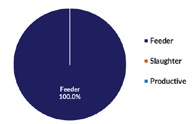 Live cattle and buffalo exports by type 