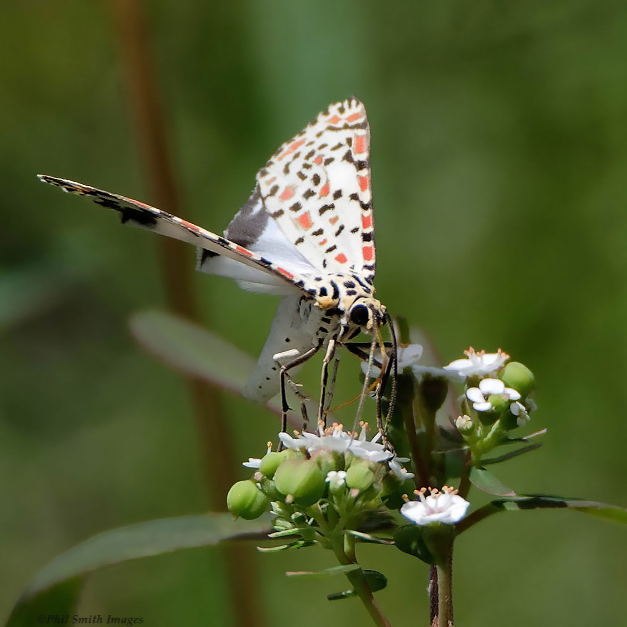 Winner: Phil Smith. Image location: Kakadu.