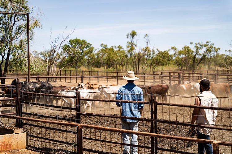 Cattle in yard