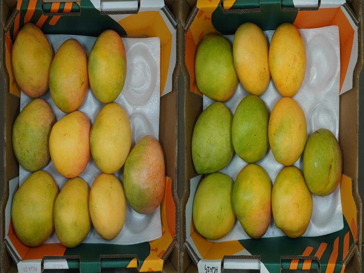 Mangos