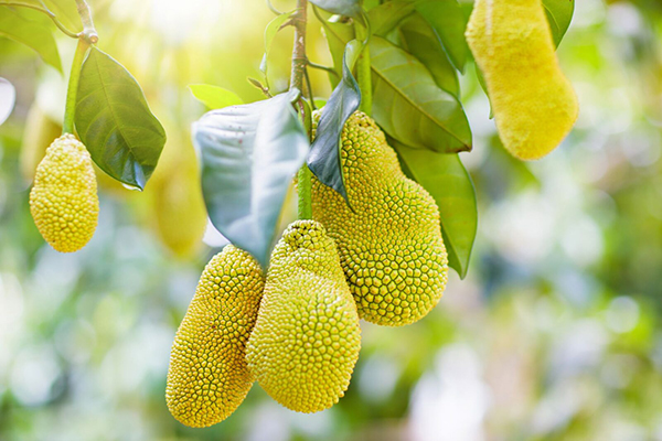 Calling all jackfruit growers 