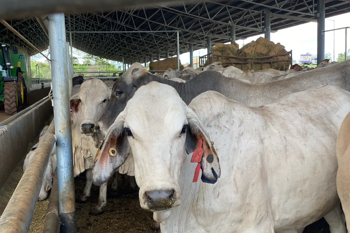 Live export boom drives NT economic growth